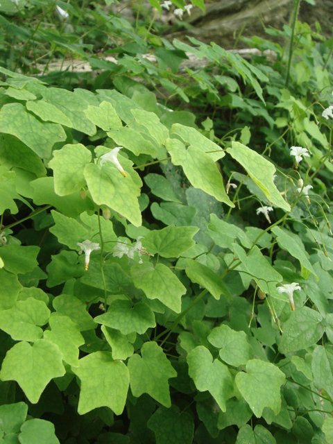 Vancouveria hexandra